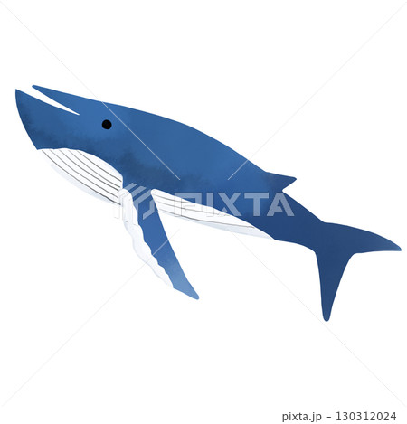泳ぐクジラの水彩風イラスト 130312024