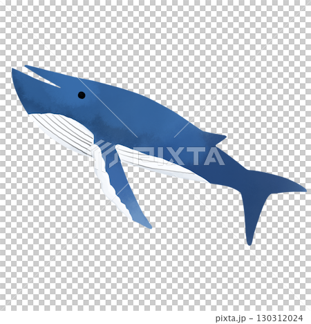 泳ぐクジラの水彩風イラスト 130312024