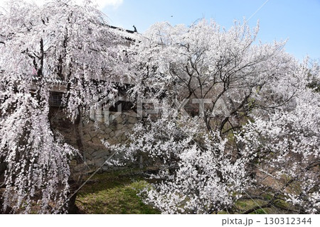 長野県上田市　上田城跡公園の満開桜と北櫓とお堀 130312344