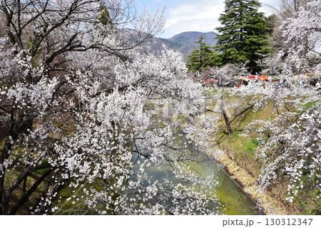 長野県上田市　上田城跡公園の満開桜とお堀 130312347