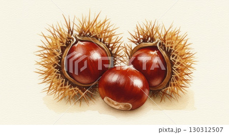 栗の水彩画イラスト 130312507