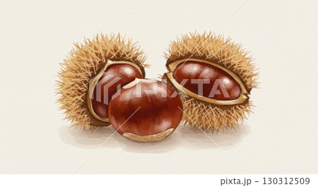 栗の水彩画イラスト 130312509