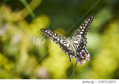 花の蜜を吸うアゲハチョウ 花の蜜を吸うアゲハチョウ 130312653