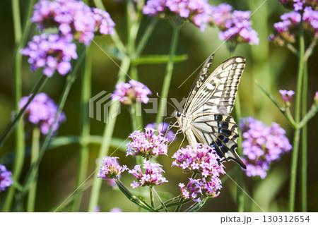 花の蜜を吸うアゲハチョウ 130312654