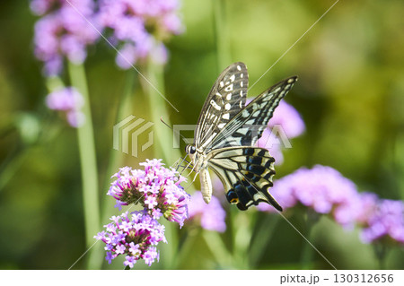 花の蜜を吸うアゲハチョウ 130312656