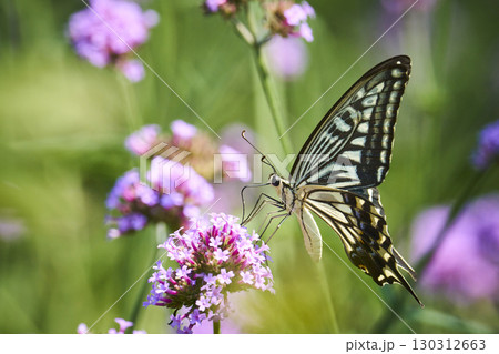 花畑で花の蜜を吸うアゲハチョウ 130312663