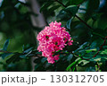 サルスベリ　青々強い葉と共に 130312705