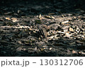 初秋　静かに眠る松ぼっくりと落ち葉 130312706