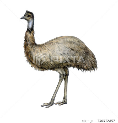 Emu bird watercolor realistic illustration. Hand drawn Australian native flightless bird. Single emu side view element. Australia wildlife animal. Australian ostrich on white background 130312857