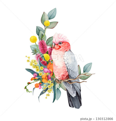 Galah bird with floral decor hand drawn watercolor vintage style illustration. Australian endemic parrot wildlife bird with Australia wildflowers native flora decoration on white background Galah bird with floral decor hand drawn watercolor vintage style illustration. Australian endemic parrot wildlife bird with Australia wildflowers native flora decoration on white background 130312866
