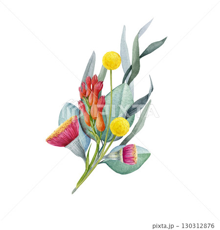 Australia native flowers elegant floral decor on white background. Vintage style watercolor illustration. Australian flora decoration design element with golden wattle, gum tree leaves and flowers 130312876