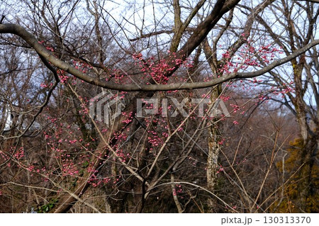 雑木林に実るマユミ　【相模原市津久井　1月】 130313370