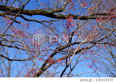 雑木林の青空に映えるマユミ　【相模原市津久井　1月】 130313372