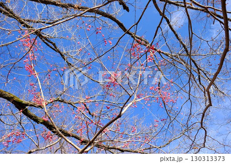 雑木林に実るマユミ 【相模原市津久井 1月】 雑木林に実るマユミ 【相模原市津久井 1月】 130313373
