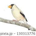 イカル＿色鉛筆画 130313776