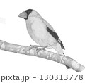 イカル＿鉛筆画 130313778