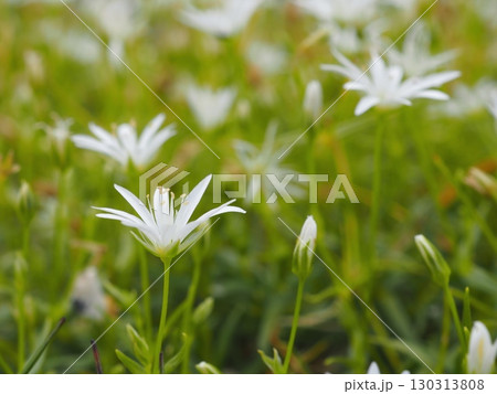 中央アルプスのイワツメグサ(20250822100953) 中央アルプスのイワツメグサ(20250822100953) 130313808