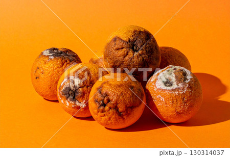 A small group of spoiled oranges on an orange-colored background and floor. 130314037