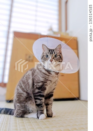 エリザベスカラーを着ける猫 縦 130314585