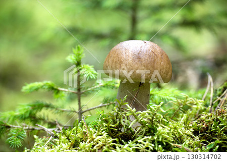 A delicious king bolete mushroom growing in its natural forest habitat with green moss. A delicious king bolete mushroom growing in its natural forest habitat with green moss. 130314702