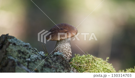 A stunning close-up of a birch bolete mushroom growing in a forest setting. 130314703