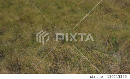 草原 130315336