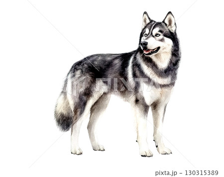 Watercolor illustration of an Alaskan Malamute dog with lifelike fur detail, isolated on a white background; ideal for pet, nature, or art projects. Watercolor illustration of an Alaskan Malamute dog with lifelike fur detail, isolated on a white background; ideal for pet, nature, or art projects. 130315389