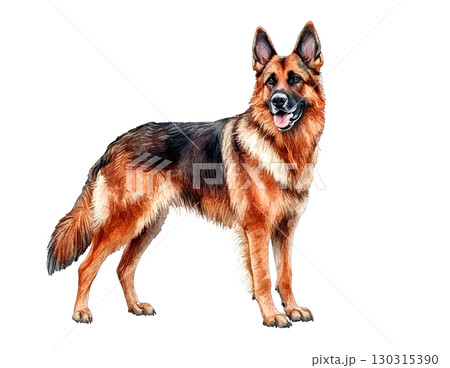 A majestic German Shepherd stands proudly, its rich sable coat and alert expression capturing its loyal and intelligent nature. Pet. A majestic German Shepherd stands proudly, its rich sable coat and alert expression capturing its loyal and intelligent nature. Pet. 130315390