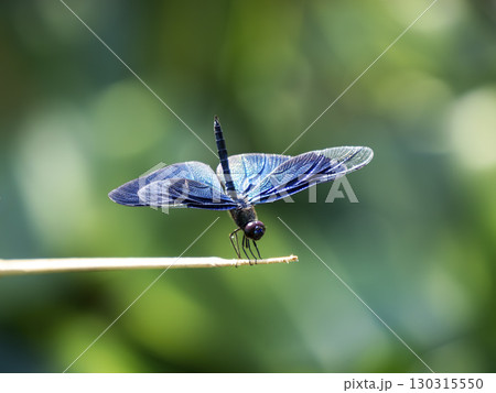 チョウトンボ 130315550