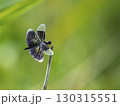 チョウトンボ 130315551