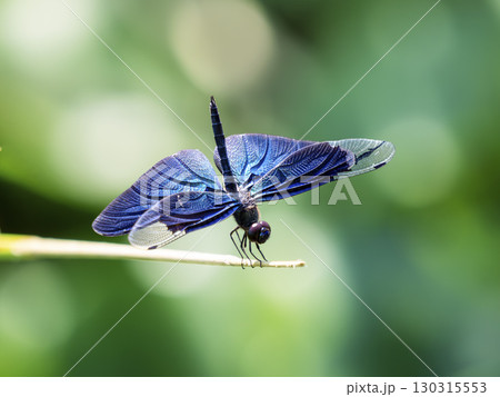 チョウトンボ チョウトンボ 130315553