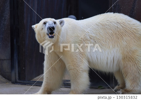 ホッキョクグマ シロクマ ホッキョクグマ シロクマ 130315832
