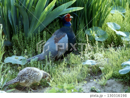 晩春の一日を草地で寛ぐキジのカップル。 晩春の一日を草地で寛ぐキジのカップル。 130316198