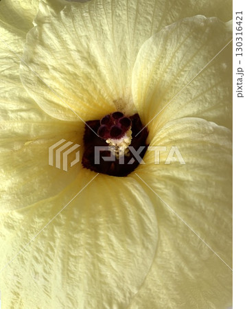 オクラの花のアップ 130316421