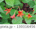 キツネノカミソリ 130316456