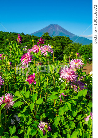 忍野村から見たダリアと富士山 忍野村から見たダリアと富士山 130316672