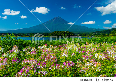 河口湖大石公園から見たクレオメと富士山 130316673