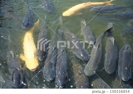 餌に群れるソウギョ	 130316854
