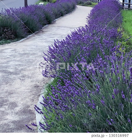 散歩道沿いに咲くラベンダーの花壇 130316997
