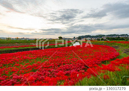 朝日に照らされる矢勝川の彼岸花 130317270