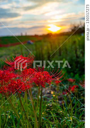 朝日に照らされる矢勝川の彼岸花 130317273