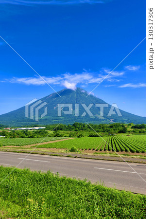 畑と羊蹄山（北海道・真狩村） 130317306