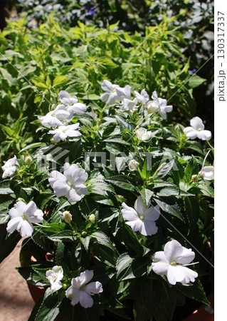 白いサンパチェンスとライム色コリウス 130317337