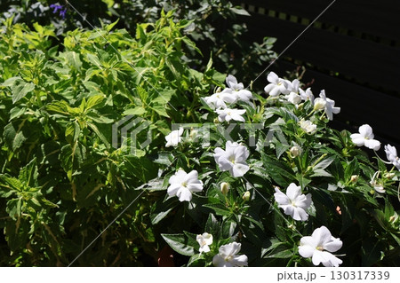 ライム色コリウスと白いサンパチェンスの花 130317339