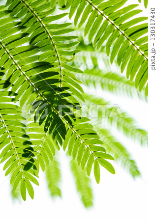 エバーグリーン エバーグリーン 130317430