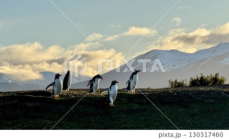 山を背景に走る5羽のペンギン(ウシュアイア) 山を背景に走る5羽のペンギン(ウシュアイア) 130317460