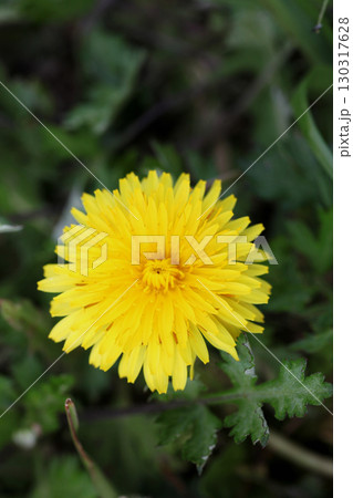 タンポポの花 130317628