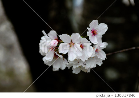 桜の花 桜の花 130317840