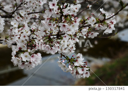 桜の花 桜の花 130317841