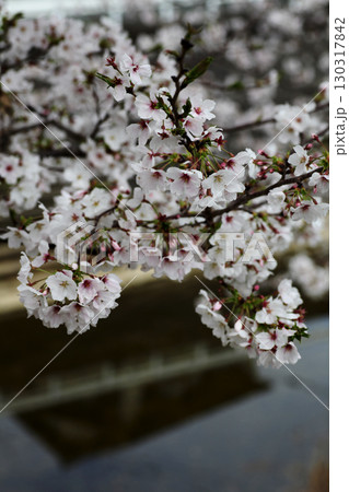 桜の花 130317842